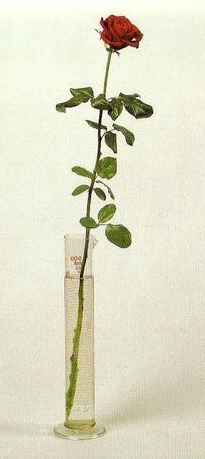 beuys.rose