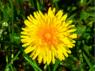 dandelion